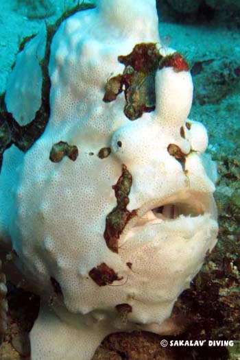 antennaire de nosy be
